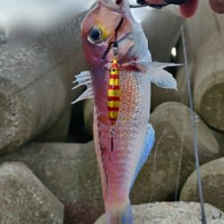 ショアアマダイ